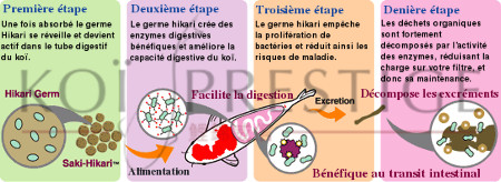 demonstration de hikari germ