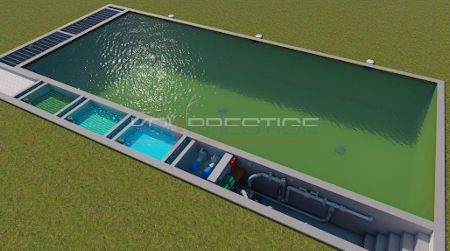 piscine et koi