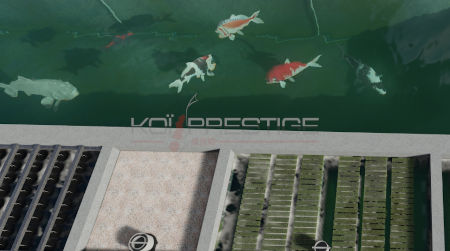 3d bassin koi