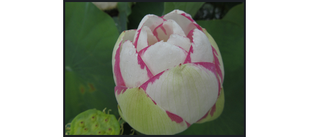 lotus exotique pour bassin